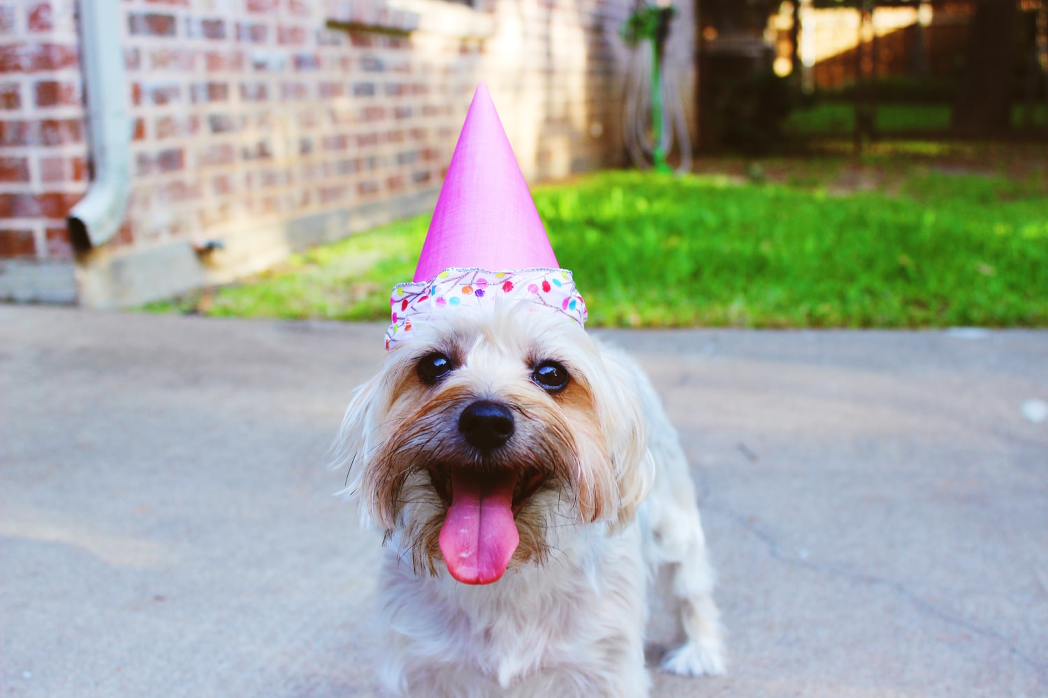 Puppy with a party hat